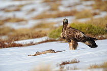 Golden eagle (Aquila chrysaetos) male on snow covered ground with prey, Pyrenees, France, March