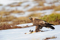 Golden eagle (Aquila chrysaetos) male on snow covered ground with prey, Pyrenees, France, March