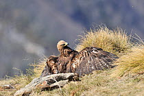 Golden eagle (Aquila chrysaetos) female with wings spread on ground, Pyrenees, France, March