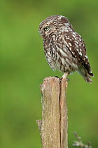 Little owl (Athene noctua) on fence post, France, June