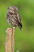 Little owl (Athene noctua) on fence post, France, June