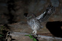 Little owl (Athene noctua) young flapping wings in preparation for flying, France, June