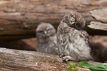 Little owl (Athene noctua) young chicks wait for parents at nest, France, June