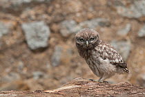 Little owl (Athene noctua) young chick waiting for parents at nest, France, June