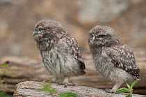 Little owl (Athene noctua) chicks waiting for parents to return, France, June