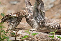 Little owl (Athene noctua) female arriving with food for her chicks, France, June