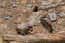 Little owl (Athene noctua) chick with food the female has just brought it, France, June