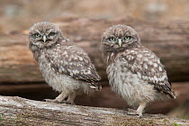 Little owl (Athene noctua) two sibling chicks waiting for their parents during the day, France, June
