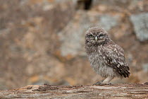 Little owl (Athene noctua) chick waiting for their parents during the day, France, June