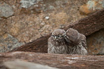 Little owl (Athene noctua) two sibling chicks waiting for their parents during the day, grooming one another, France, June