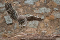 Little owl (Athene noctua) chick taking first flight, learning to fly, France, June