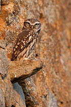 Little owl (Athene noctua) resting on wall, France, October