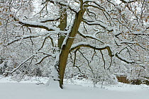 English oak tree (Quercus robur) with heavy early snow, Black Heath, Surrey, UK
