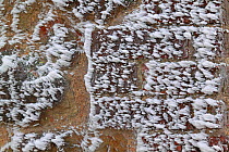 Rime frost covered brick and stone wall, Surrey, UK