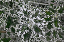 Rime frost covered Holly (Ilex aquifolium) leaves, Surrey, UK
