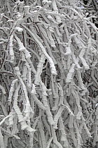 Rime frost covered Silver Birch (Betula pendula) twigs, Surrey, UK