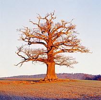 RF- English oak tree (Quercus robur) portrait in winter, Surrey, UK, December. (This image may be licensed either as rights managed or royalty free.)