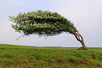 Hawthorn (Crataegus monogyna) showing influence of prevailing wind on its shape, Sussex, UK
