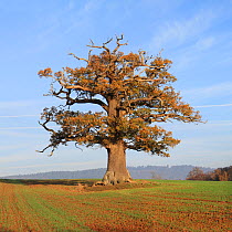 English oak (Quercus robur) portrait of tree in Autumn, Surrey, UK, November
