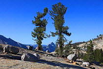 Whitebark Pine (Pinus albicaulis) and granite boulders in Yosemite National Park, California, USA.