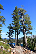 Ponderosa pines trees (Pinus ponderosa) Lassen Volcanic National Park, California, USA
