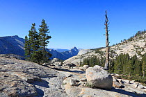 Whitebark Pine (Pinus albicaulis) and granite boulders, Yosemite National Park, California, USA