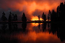 Forest fire at night with silhouetted trees, Yellowstone National Park, Wyoming, USA