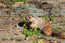Hoary marmot (Marmota caligata) eating flowers, Glacier NP, Montana, USA