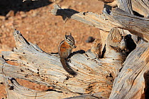 Uinita Chipmunk (Eutamias umbrinus) on fallen tree stump, Bryce Canyon NP, Utah, USA