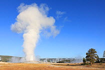 Old Faithful geyser blowing, Yellowstone National Park, Wyoming, USA