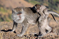 Crab eating macaque (Macaca fascicularis) female with baby on back, Rinjani, Lombok, Indonesia