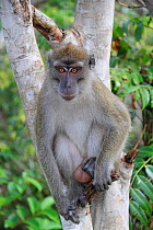 Crab eating macaque (Macaca fascicularis) sitting in tree, Rinjani, Lombok, Indonesia