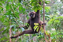 Bornean white-bearded  or agile gibbon, (Hylobates albibarbis) in tree,  south west Borneo.
