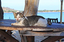 Knob-tailed Cat on a beach-side table, Gili Islands, Lombok, Indonesia.