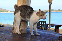 Knob-tailed Cat arching his back and rubbing on a beach-side table, Gili Islands, Lombok, Indonesia.