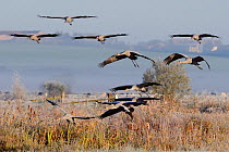 Flock of Juvenile Common / Eurasian cranes (Grus grus) recently released by the Great Crane Project onto the Somerset Levels flying in to land on a marshy area surrounded by pastureland on a frosty, m...