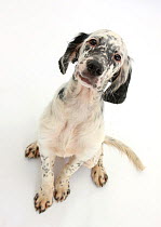 Blue belton English setter puppy, Belle, 16 weeks, sitting and looking up.