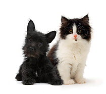 Black terrier cross puppy age 3 months, with a black and white kitten.