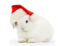 Young white rabbit wearing a Father Christmas hat.