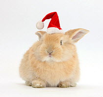 Young Sandy rabbit wearing a Father Christmas hat.