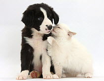 Blue point kitten and black and white Border Collie puppy, 6 weeks