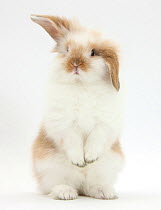 Young fluffy rabbit standing up.