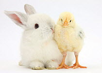 White rabbit and yellow bantam chick.
