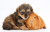 Yorkipoo (Yorkshire terrier x Poodle cross breed)puppy, 6 weeks, with Guinea pig.