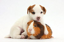 Jack Russell Terrier puppy, 4 weeks and Guinea pig.