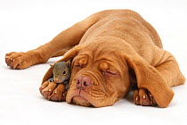 Dogue de Bordeaux puppy, Freya, 10 weeks, sleeping with Grey Squirrel under her ear.