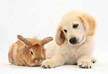 Lionhead cross rabbit, Tedson, and Golden Retriever dog puppy, Oscar, 3 months.