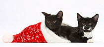 Black and black and white kittens, Buxie and Tuxie, 10 weeks, in a Father Christmas hat.