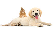 Netherland cross rabbit, Peter, looking over the back of Golden Retriever dog puppy, Oscar, 3 months.