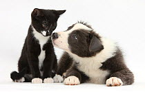 Blue and white Border Collie puppy and black and white tuxedo kitten, Tuxie, 11 weeks.
